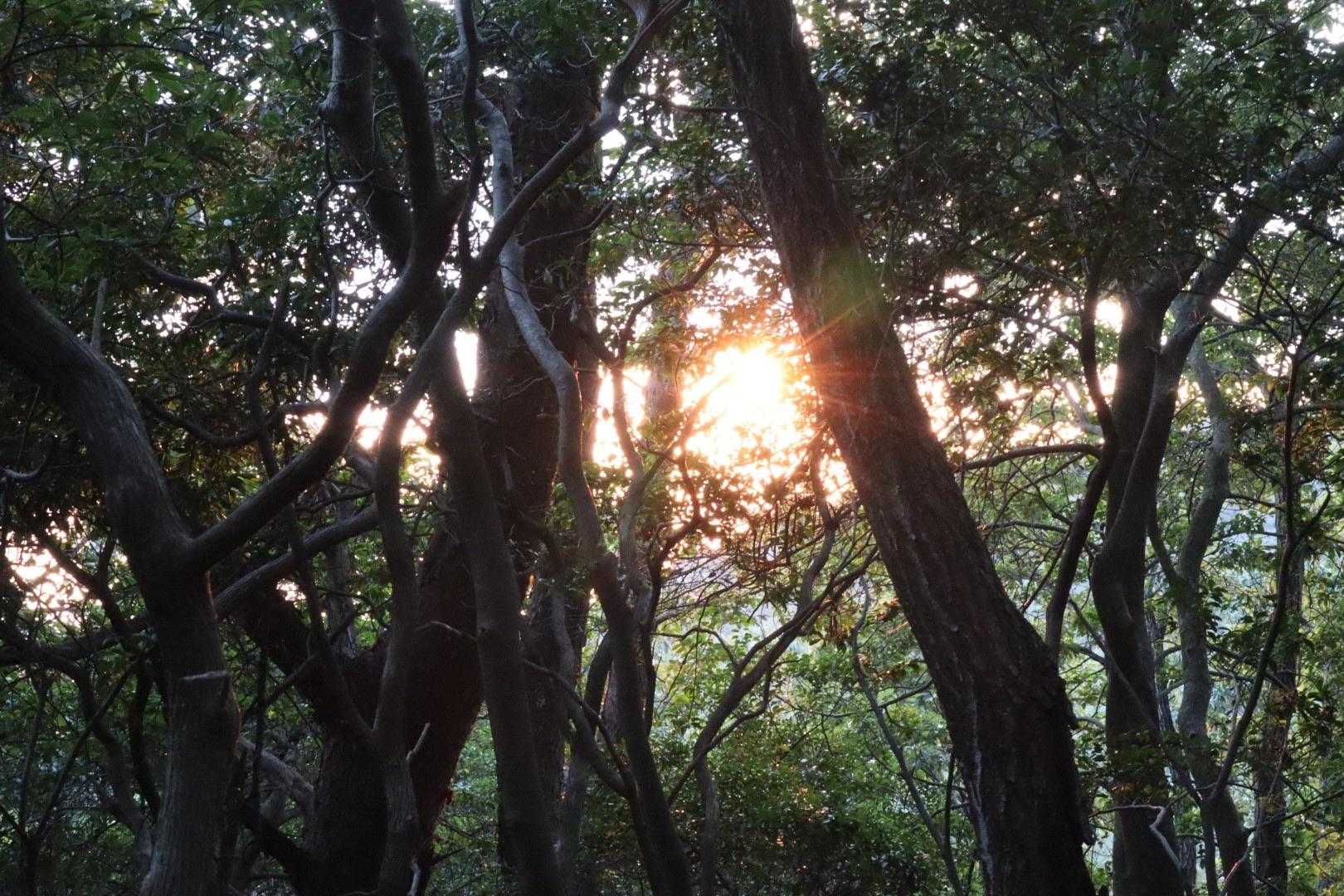 道樹山登山口-道樹山-大谷山 往復コースの写真