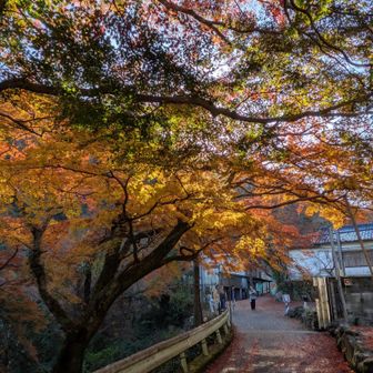 バスを降りたところ。いきなり素晴らしい紅葉が迎えてくれます。