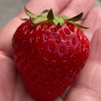 夢やかた？登山口で買ったイチゴをお裾分けしていただく🍓甘くて美味しかった😋