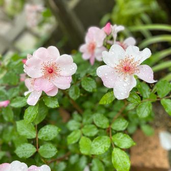 ちひろ