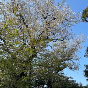 写真が下手で伝わらないけど見惚れる美しさの大桜