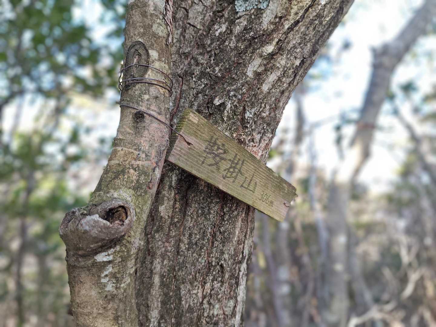 鞍掛山登頂🙌