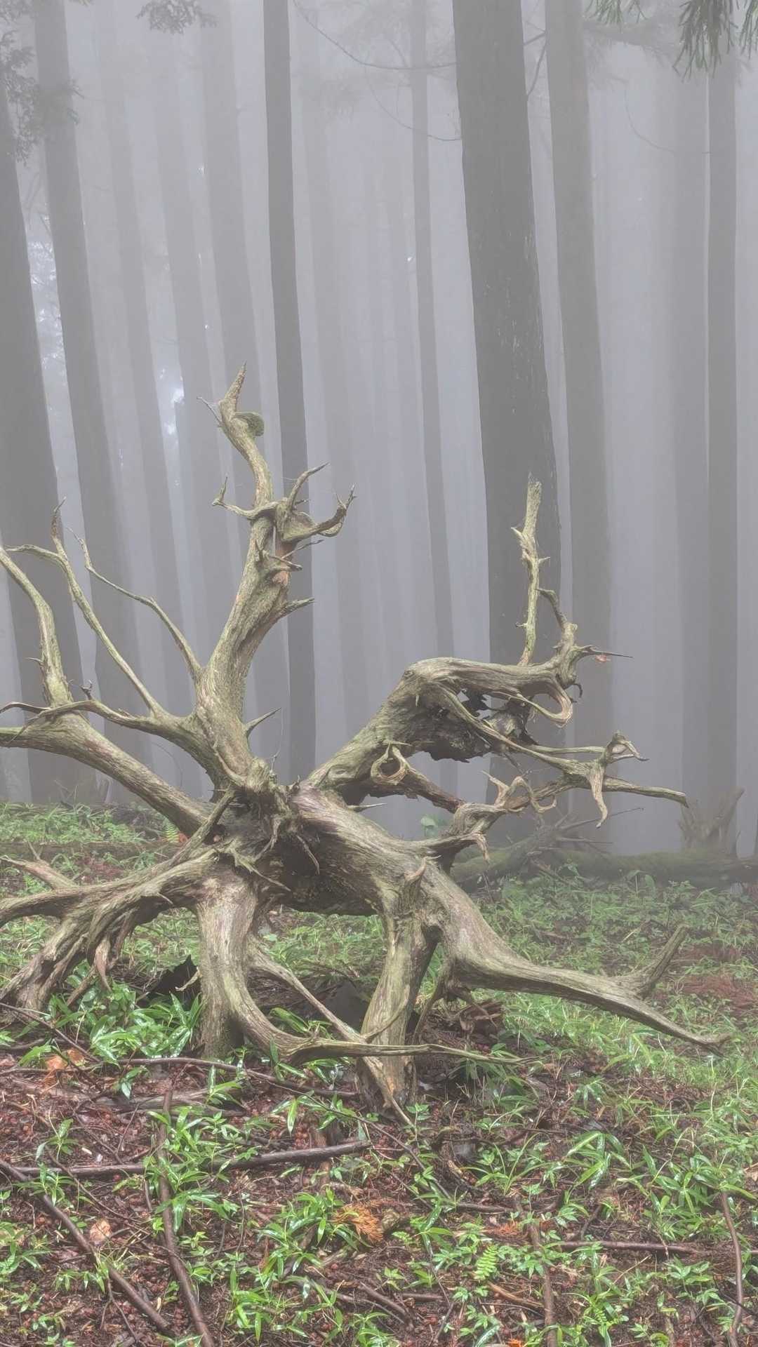木のオブジェ…