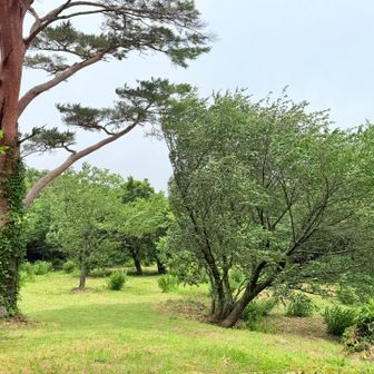 船上山行宮の碑の前で休憩。🍙🍩☕️強風🌬️で木🌲🪾もなびく。休憩後、頂上台地をうろつく。