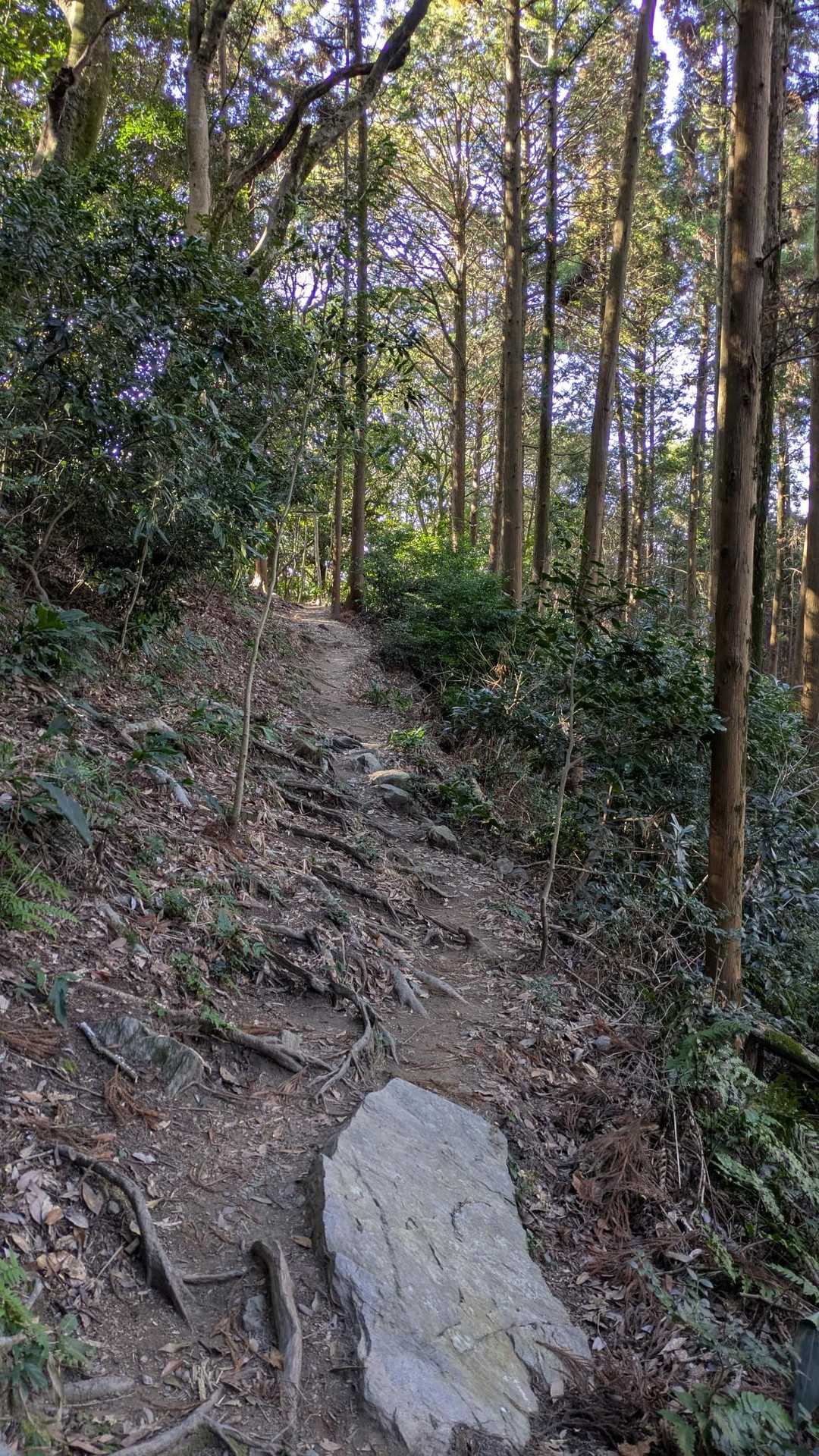 奥の院のまだ奥へ↑