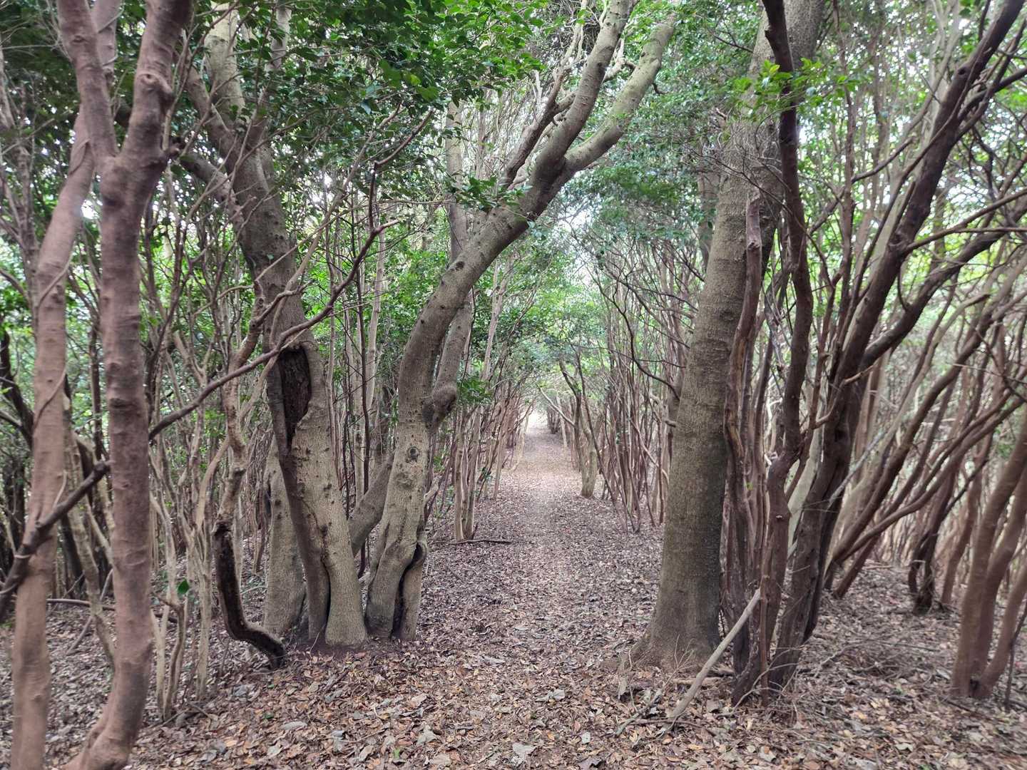 太華山-牧ヶ岳-水谷山 周回コースの写真