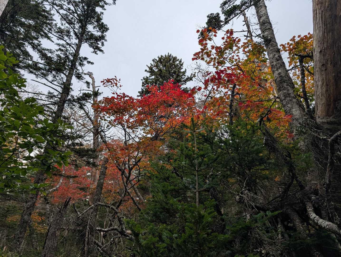 🍁と曇り空