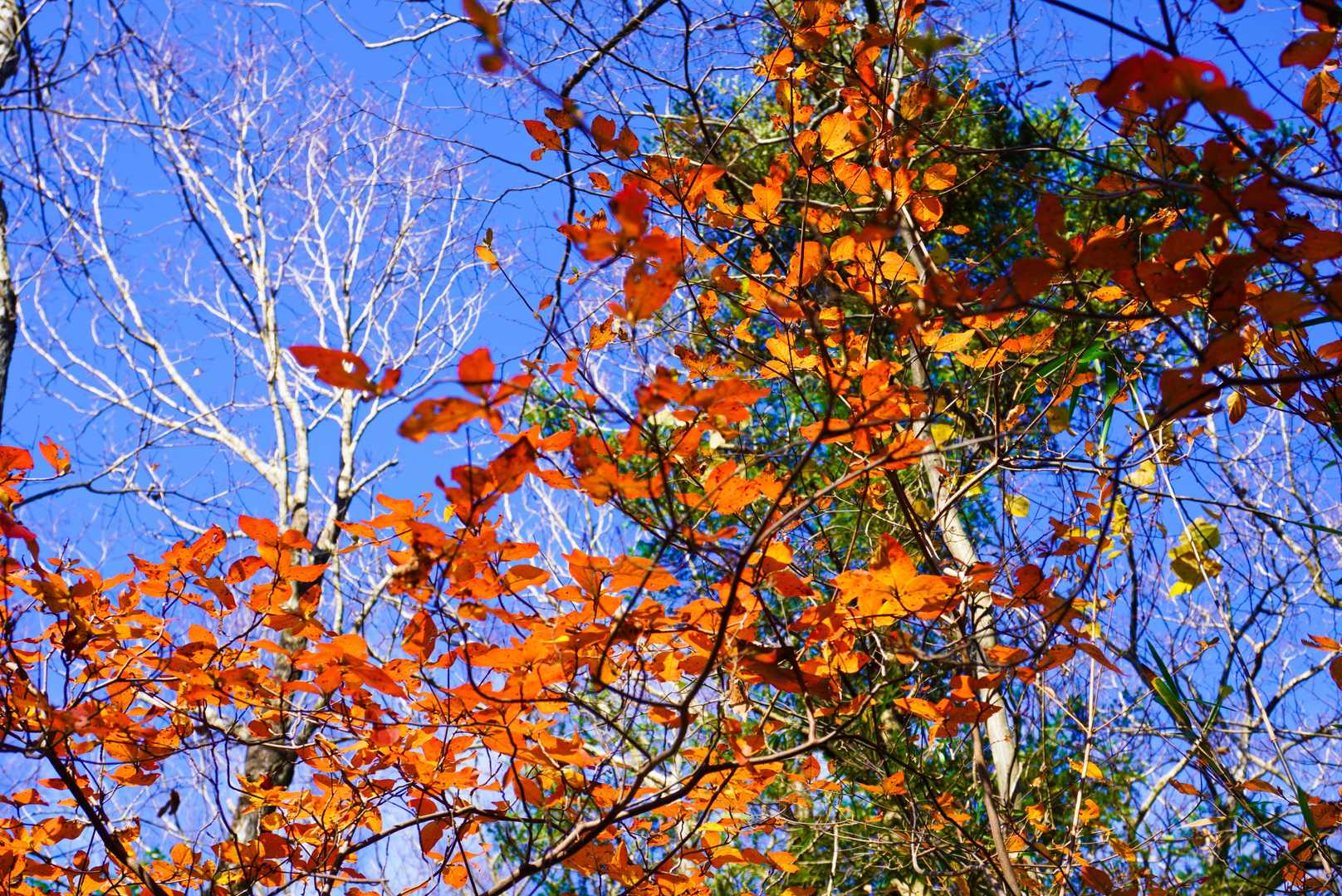 残り紅葉 🍁🍂