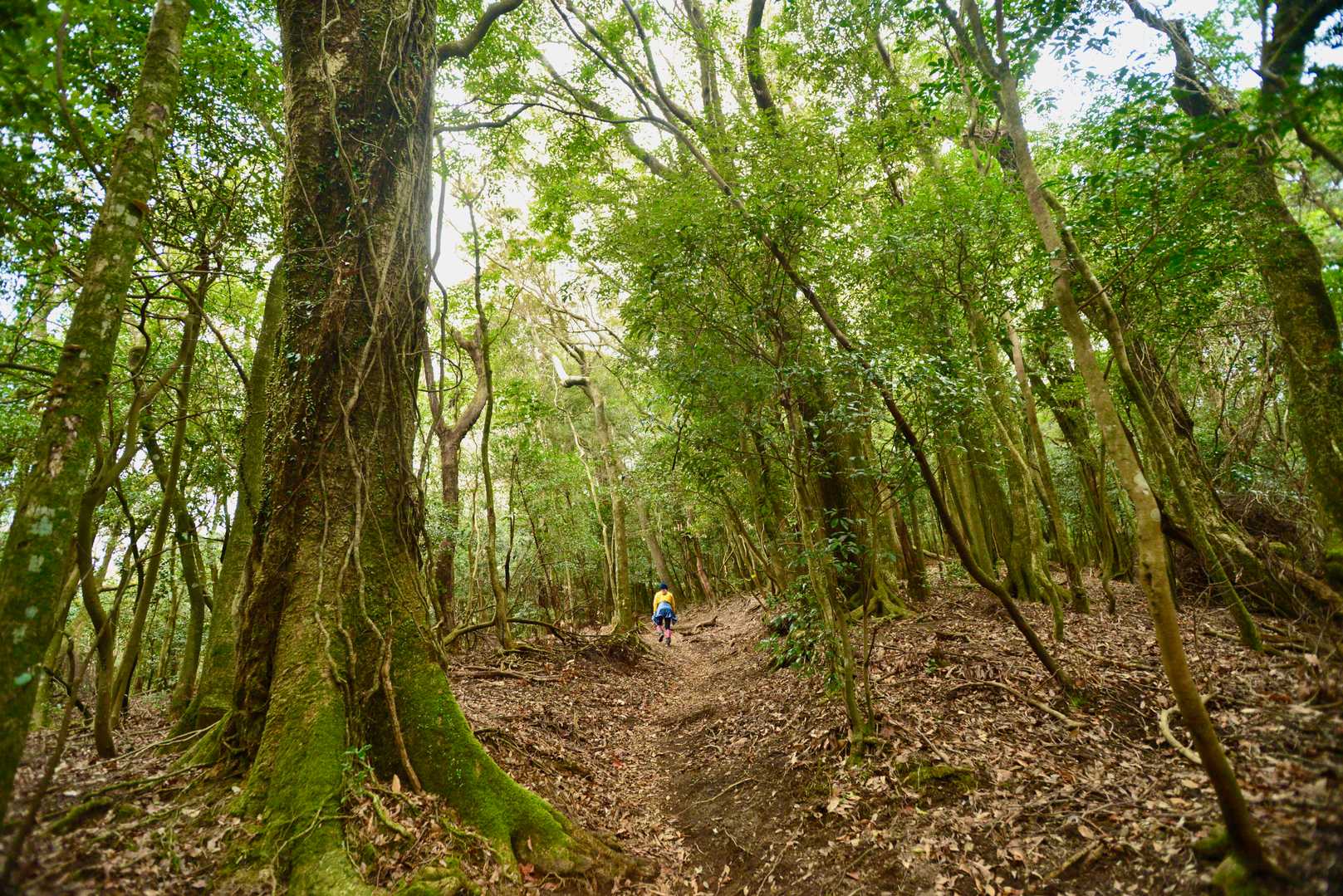 夢ヶ丘登山口-高千穂峰（霧島山） 往復コースの写真