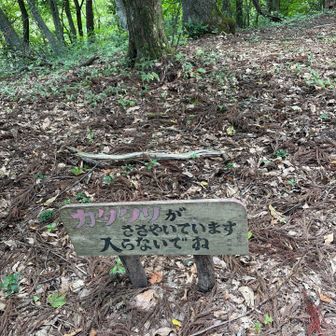 カタクリ見たことない
