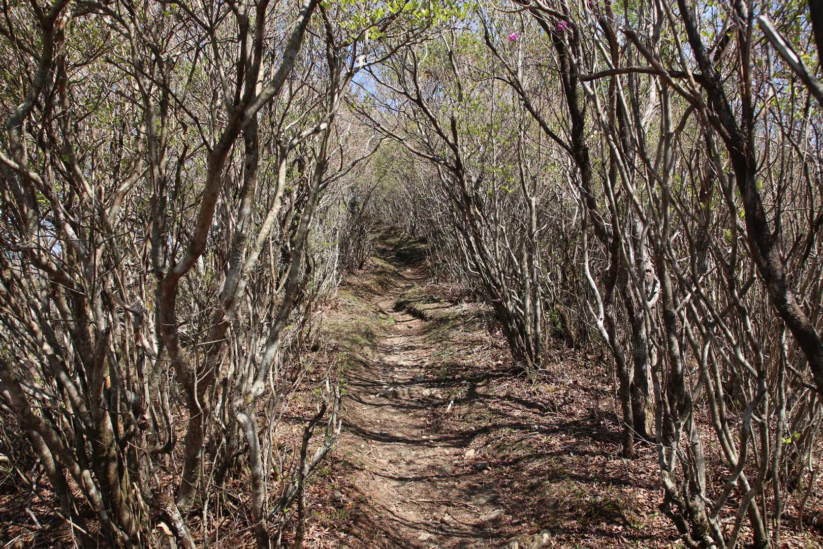 尾根道も危険個所は無いです。