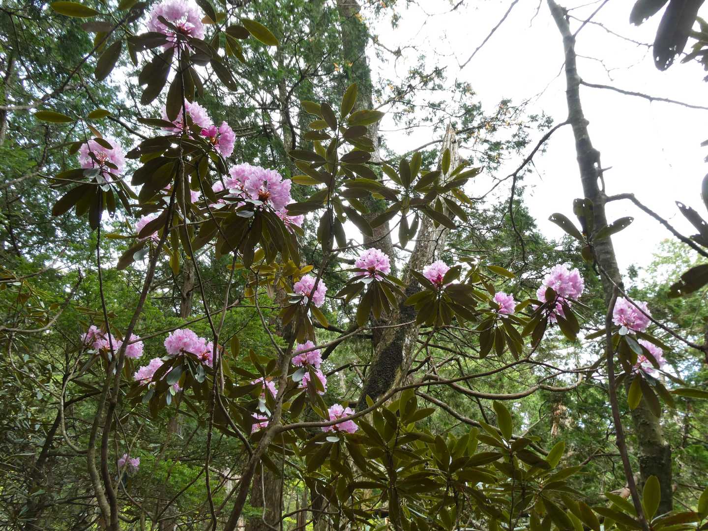 白髪山登山口-白髪山 周回コースの写真