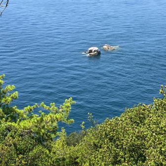 御幸石(おごのいし)は海鳥で大渋滞