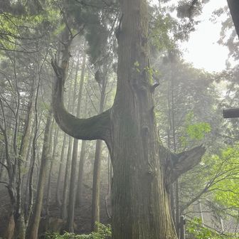 天狗の腰かけもガスガス
