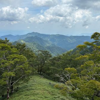 芝生みたいな草本？特徴でした