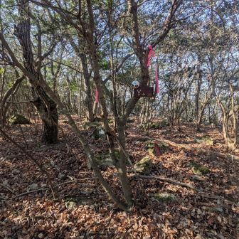 Ｙ山の山頂の様子