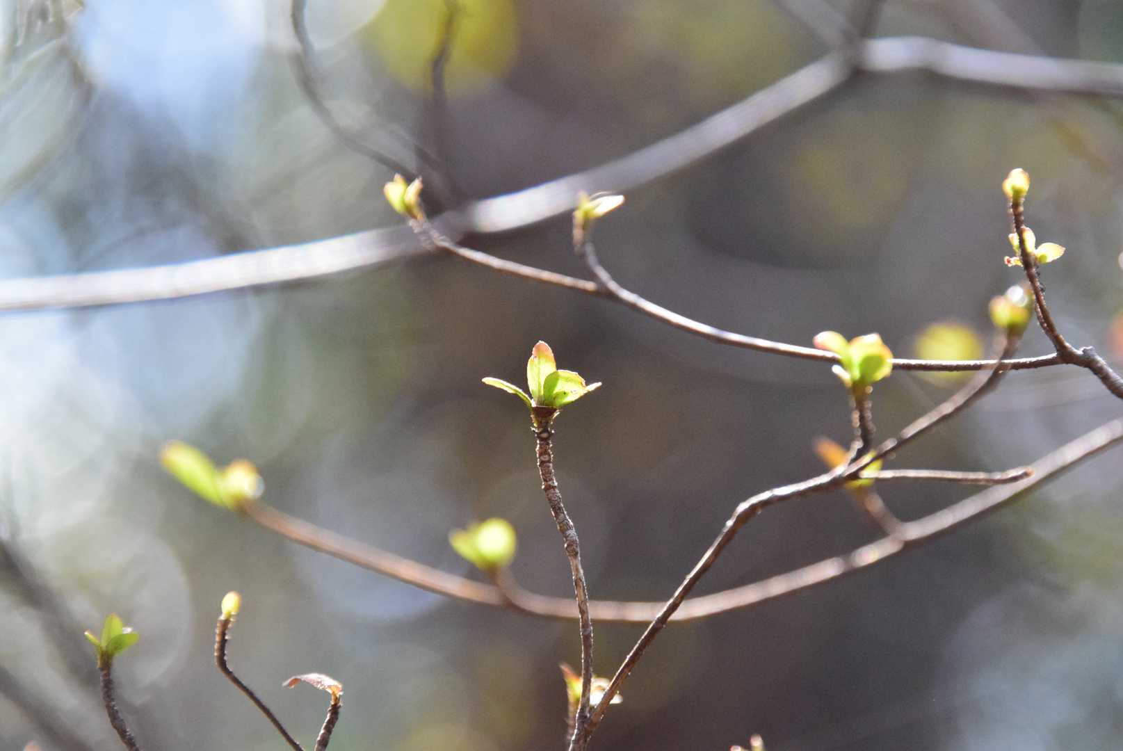 新芽はあちらこちらに