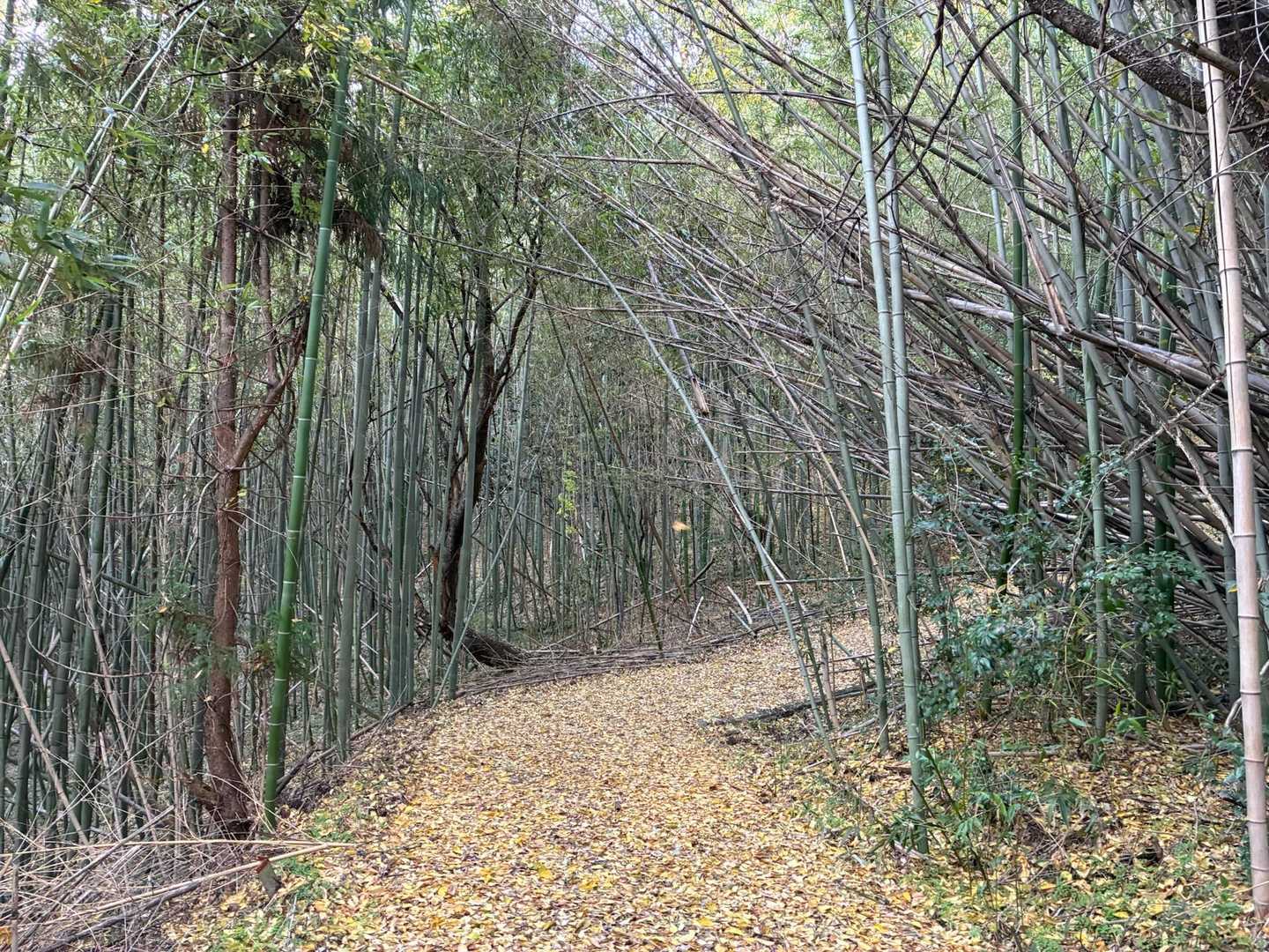 登山道は舗装されている
落ち葉で道路が見えない