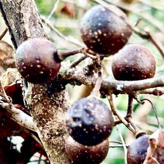 アブラチャン（油瀝青)   果実
　　　　　クスノキ科クロモジ属

　「アブラチャン」は種子など植物体に油を多く含むことに由来し、生木でもよく燃えます。古くは種子の油を行燈などの燃料とし、また材は杖やかんじきなどに用いられていました。