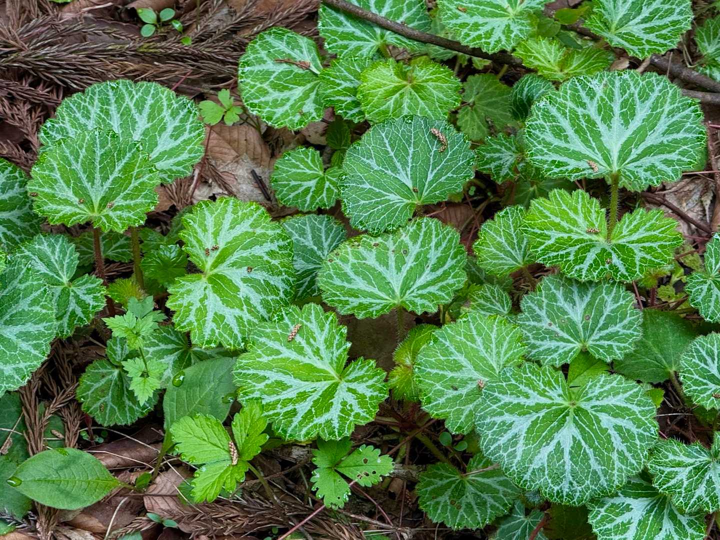 ユキノシタ

ネパールでヒマラヤユキノシタの花を見ましたが、ユキノシタのお花見てみたい😆
