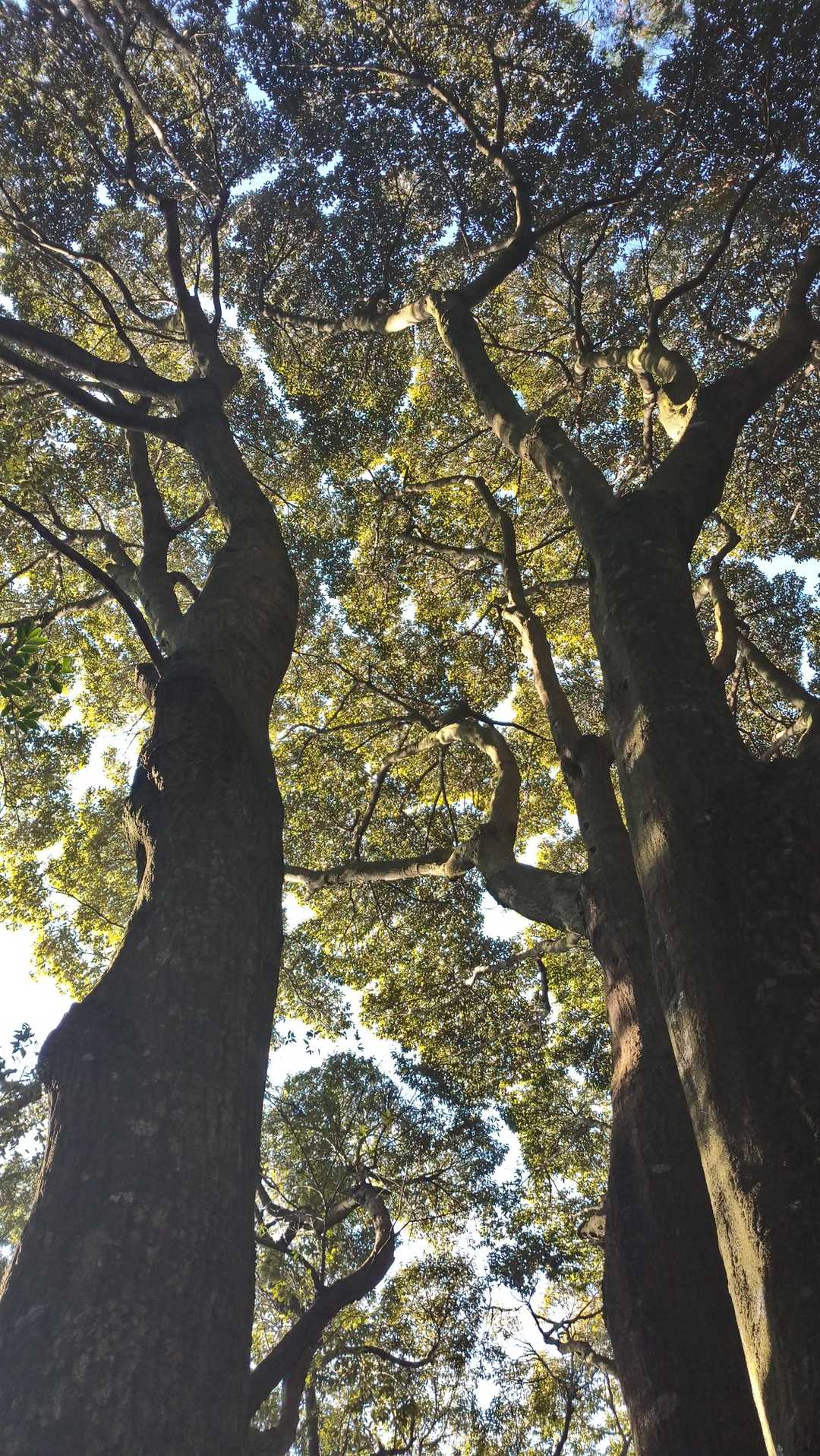 青空通せんぼ