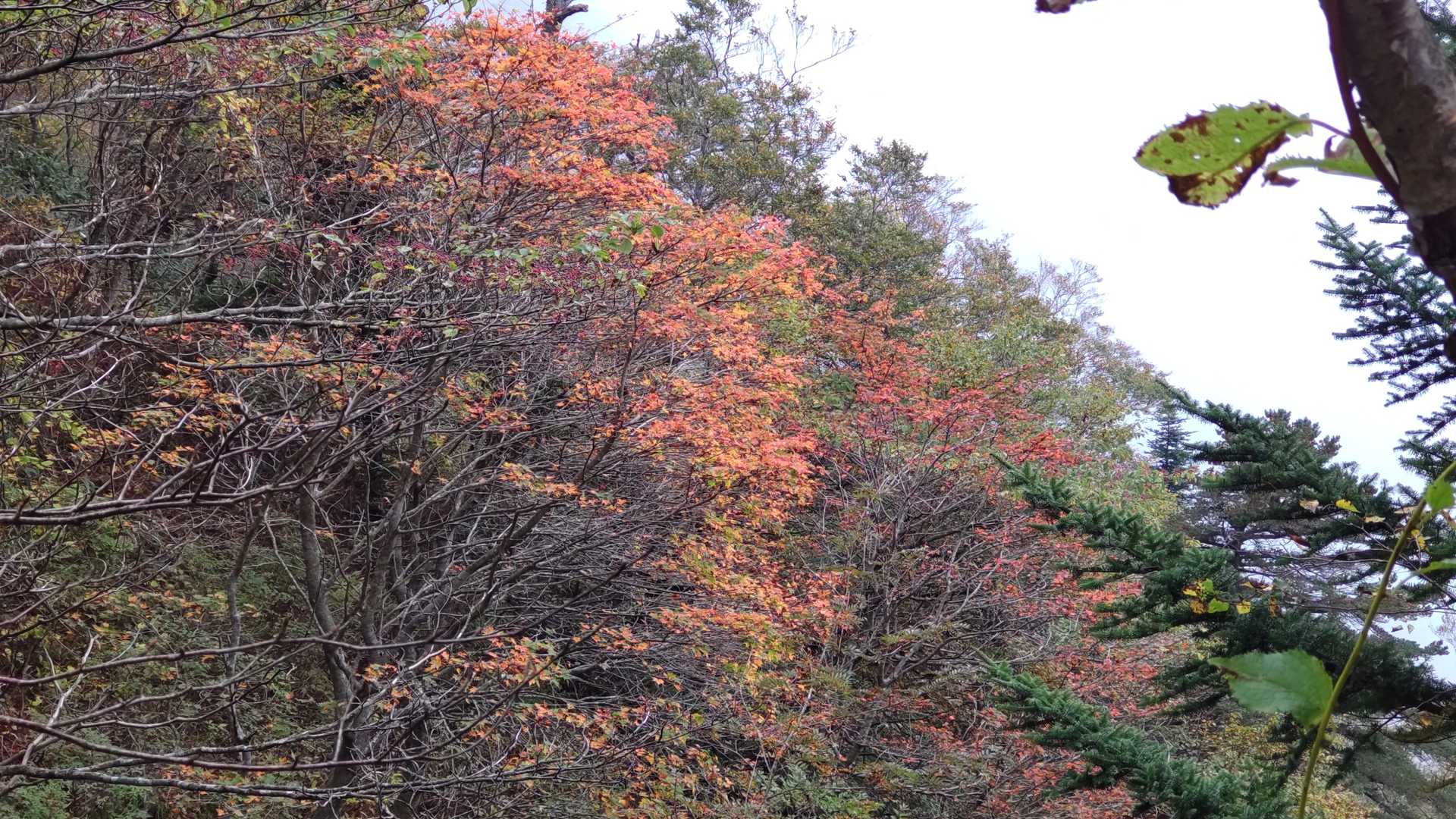少しずつ紅葉🍁が出てきました。