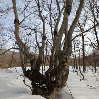 【あがりこ大王様】
ここまで来ればまもなくゴールです!