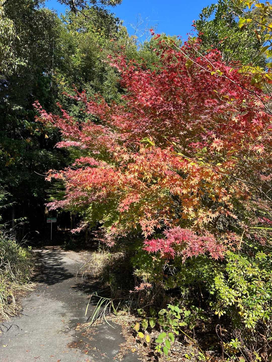 もみじ🍁