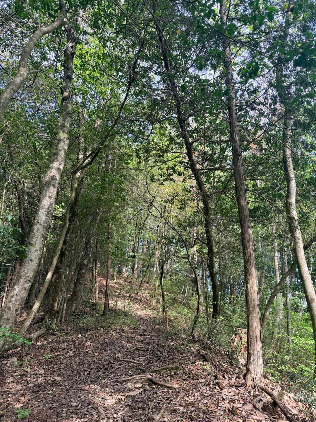 公園の中のお山やから、歩きやすい道