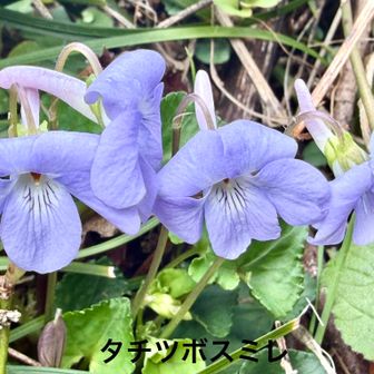 高尾で観察した植物

　タチツボスミレ(立坪菫)
        スミレ科スミレ属