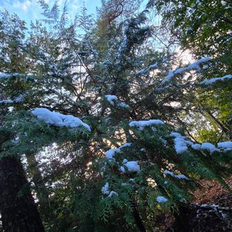 いい感じで雪が載っています