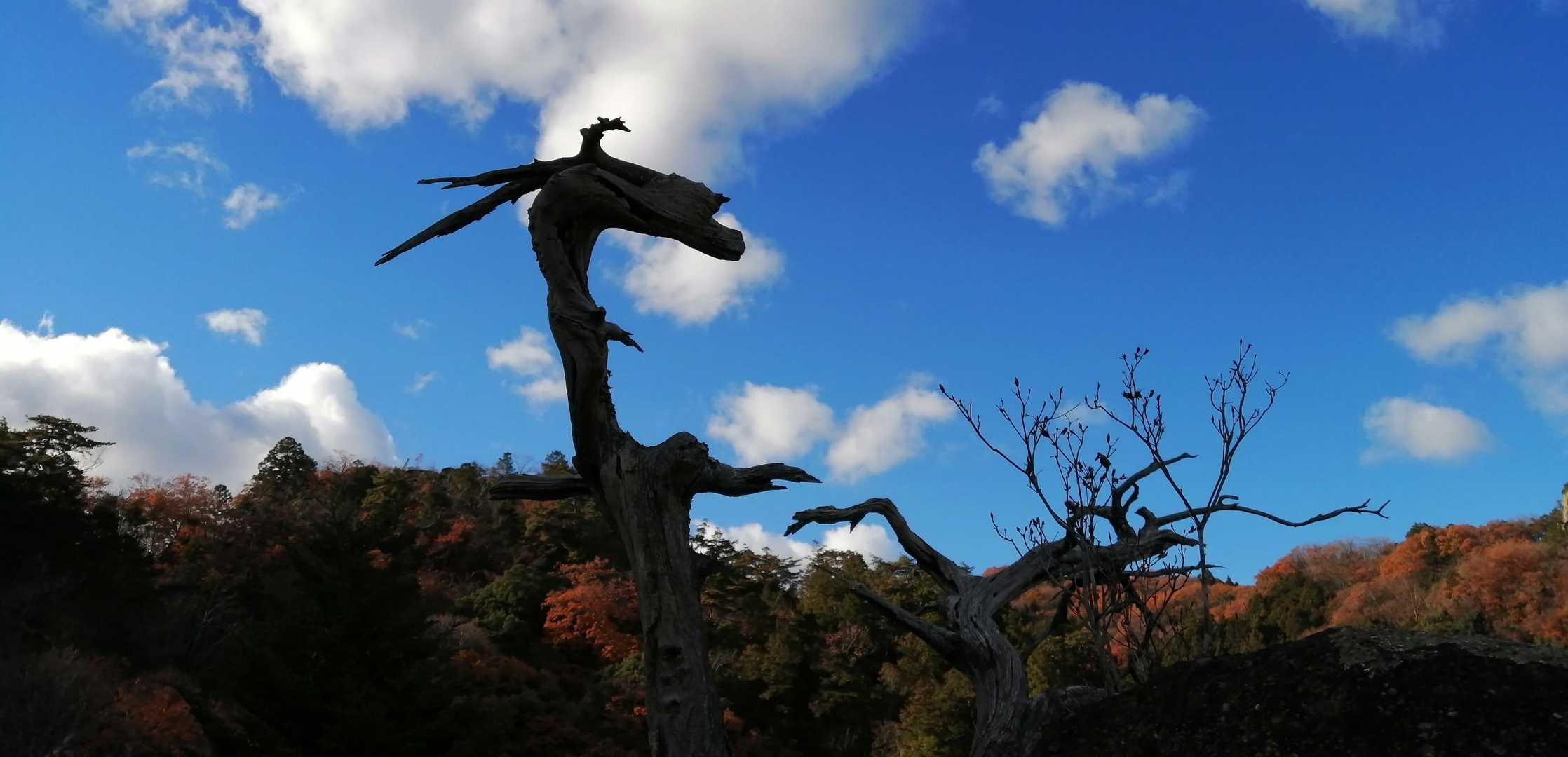ドラゴン?