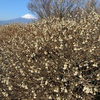 ミツマタはまだ蕾