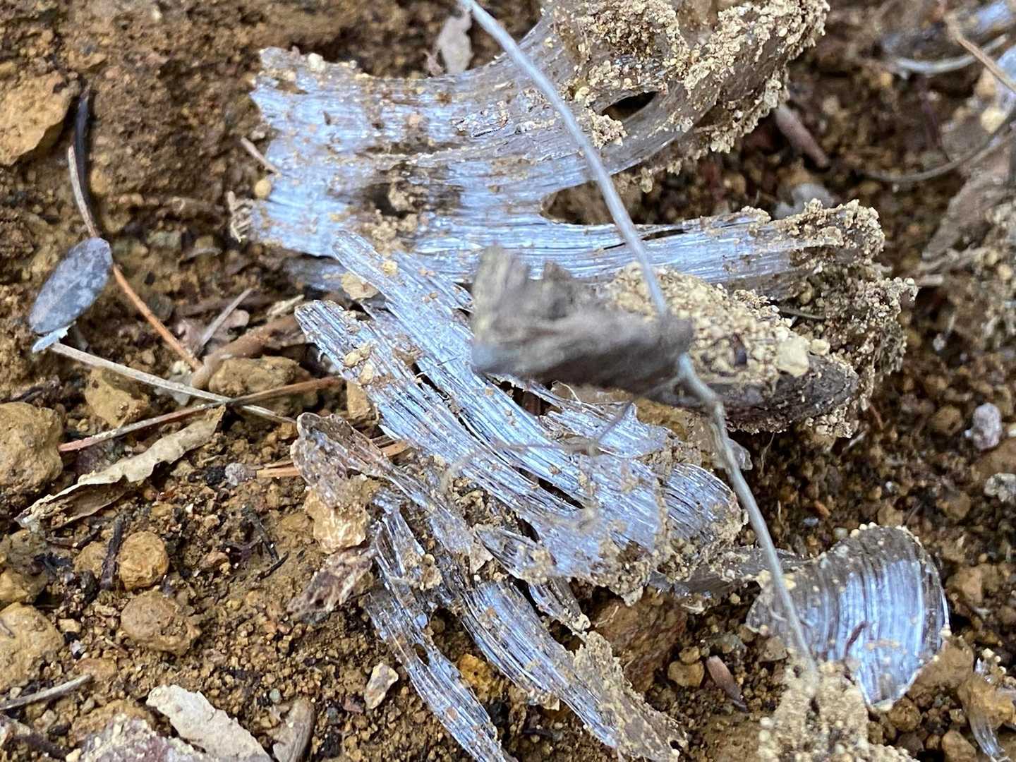 霜柱みっけ❄️