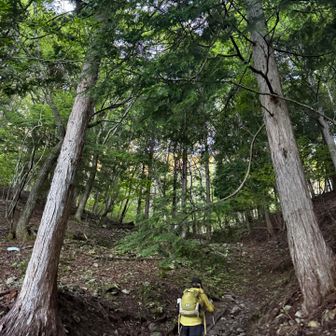 序盤は樹林帯の中を登ります