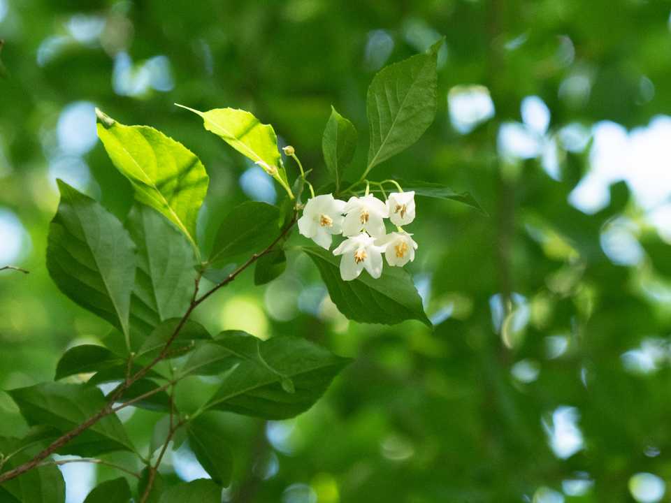 エゴノキの花