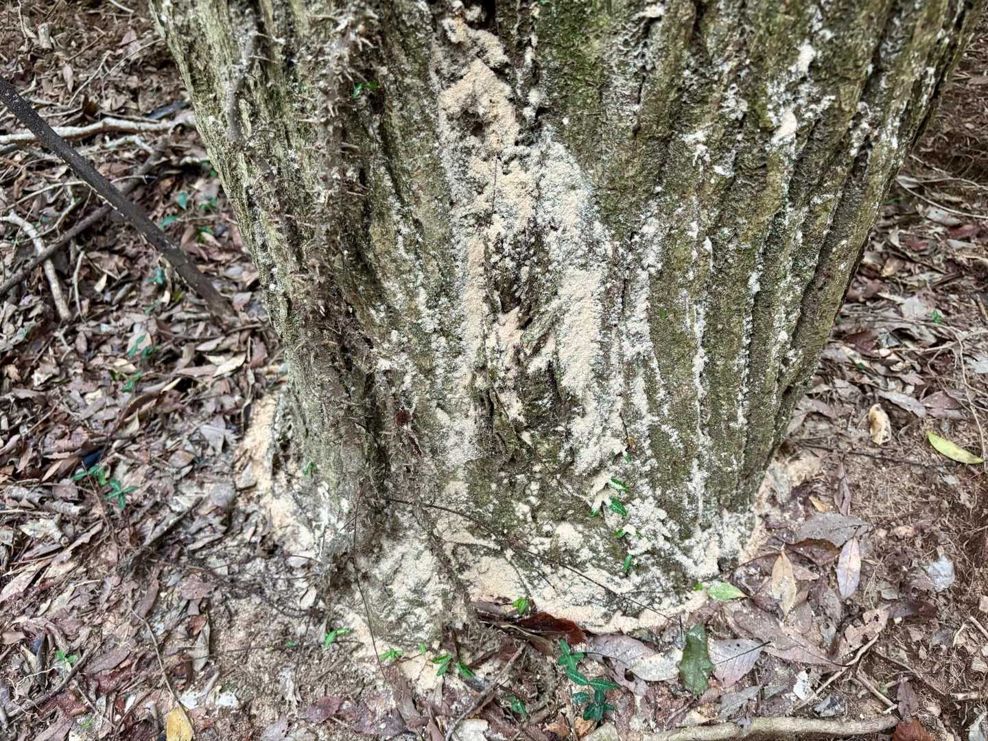 誰かが糠をぶち撒けたのかと思ってよく見てみると、木に小さな穴が多数あり🕳️
虫が穴掘って、そのときの木屑みたい！
すごい気力と体力🫨