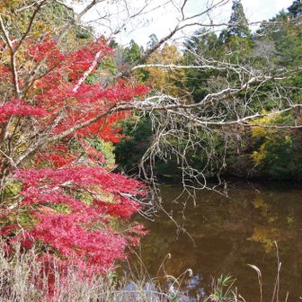 若草山・芳山・高円山 地獄谷新池に来てみました