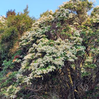 この時期の山行ではミツマタ💛の黄色と馬酔木（アセビ）🤍の白が彩る春🌸満開の愛鷹山に出会うことができる🌈
