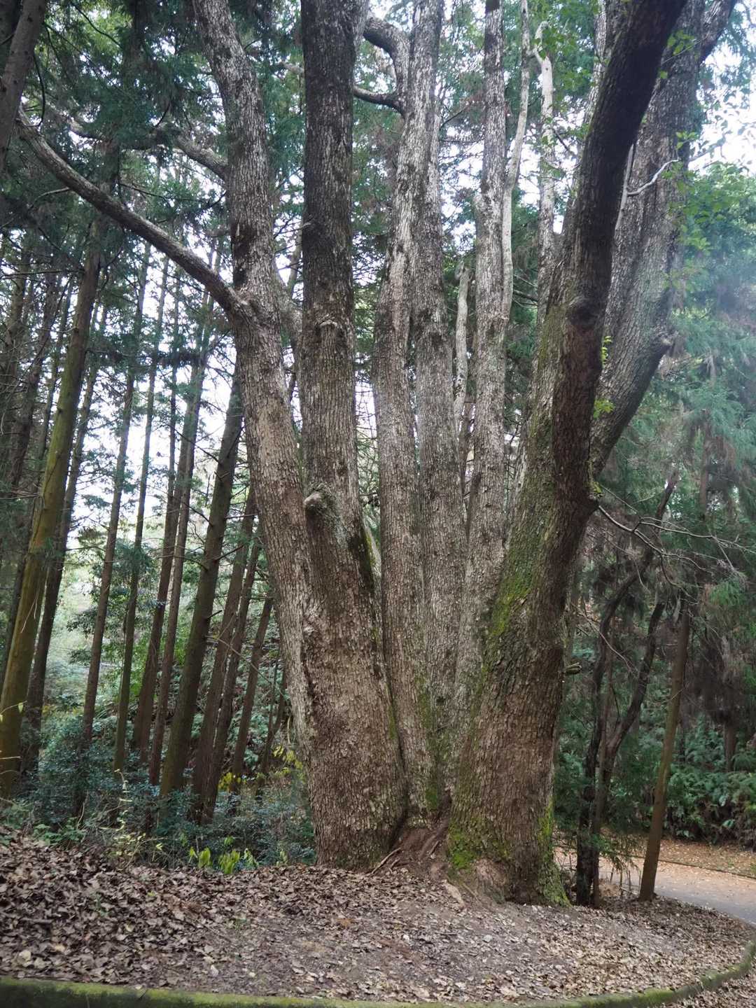 密の木