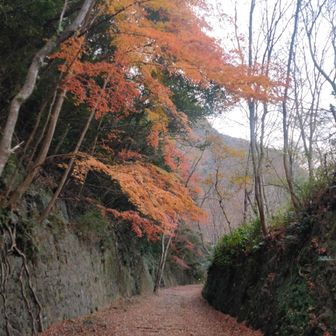 まだきれいなところもちらほら程度ですがありました。