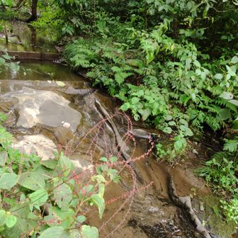ここ1か月雨続きだったので、ひょうたん池は水量たっぷり。