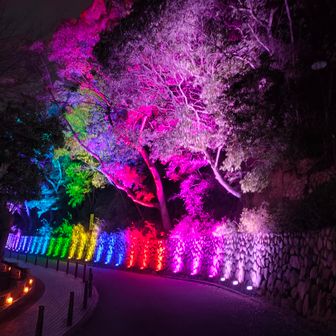 ゴールのイルミネーション✨
派手すぎて桜なのか
なんの木かわからない😆

須磨でビールをいただき、
少し遅めの帰宅となりました🥱