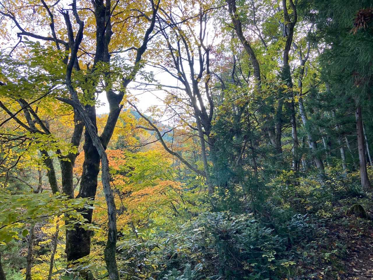 紅葉なかなかよしっ‼️