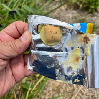 チョコ溶けてる😢