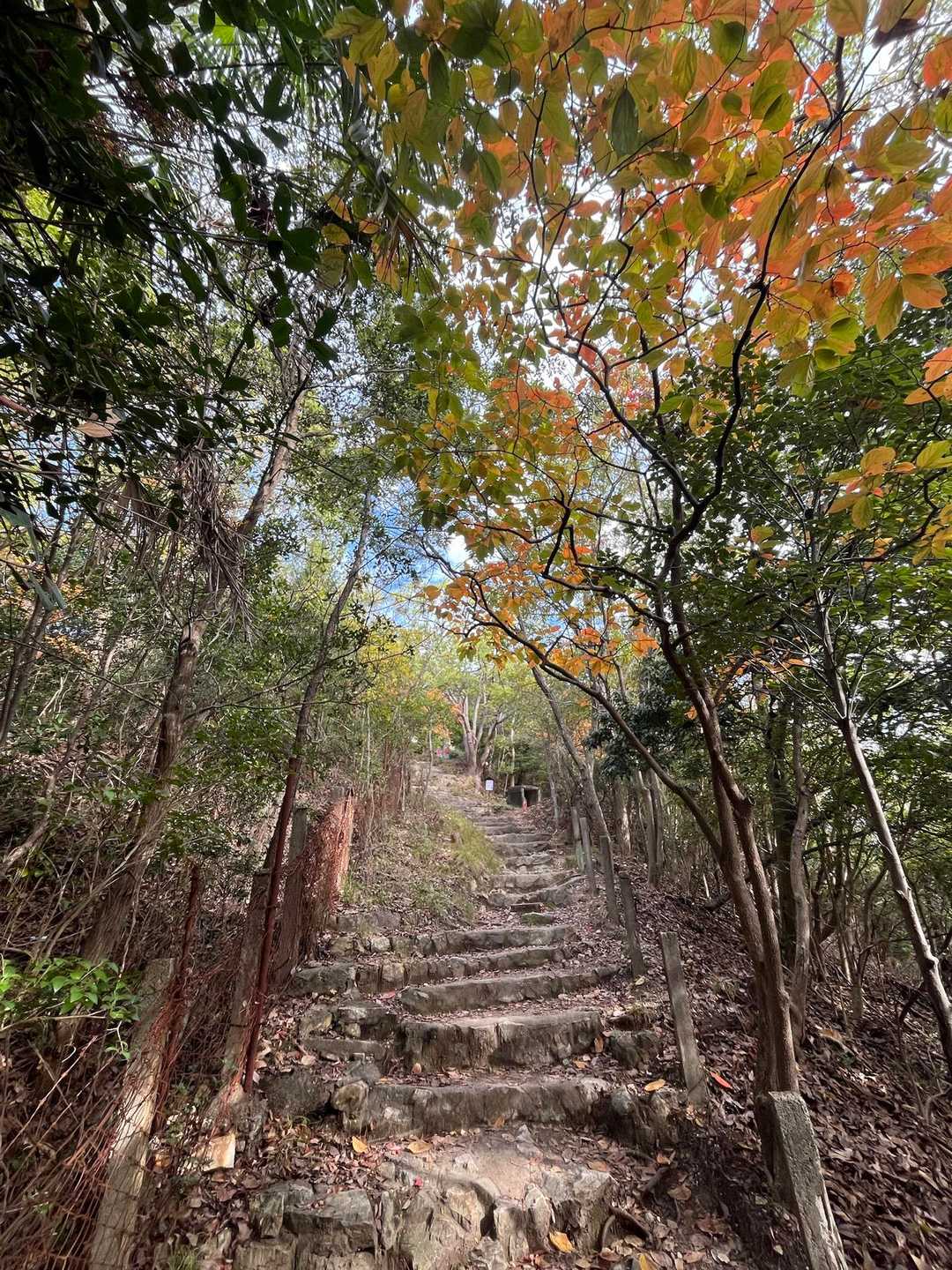 表からの登山道
少し色づいてきてる