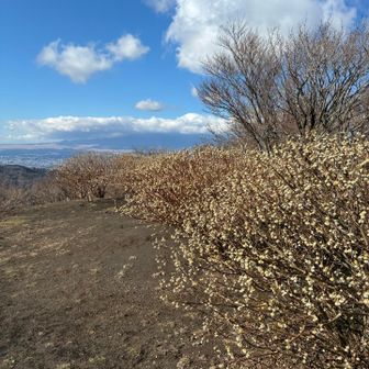 山頂のミツマタと富士山🗻
雲☁️が💧