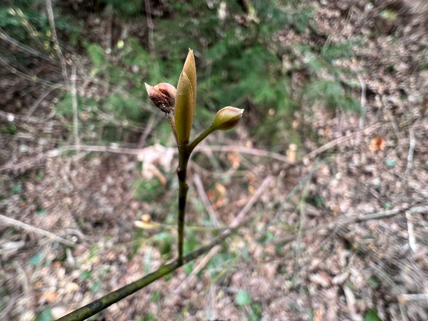 コレは⁉️
クロモジの芽🌱
