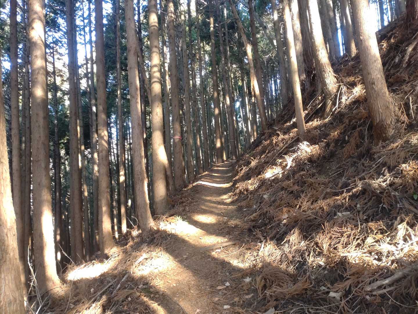 鹿柵を開けていつものご挨拶、本日もお邪魔します🙏林道に出るまではとても歩きやすいです