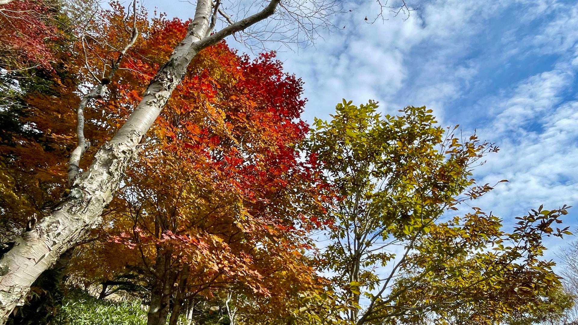 寒風山・笹ヶ峰周回 | 急登の先にひろがる四国名峰。360度のパノラマコースの写真